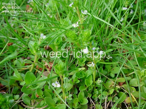 speedwell, thymeleaf